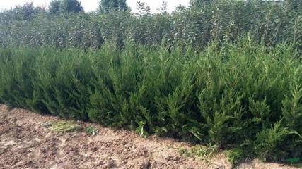 2020年全國綠化苗木供需市場發展報告