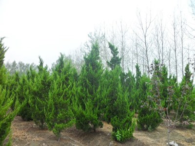 龍柏苗木價格 龍柏工程苗 基地批發