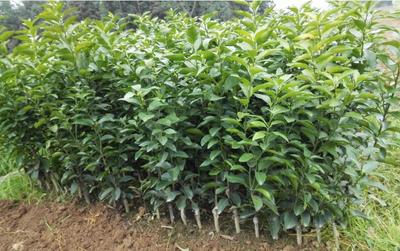 錦鵬苗木種植/四川柑橘苗/重慶柑橘苗批發供應