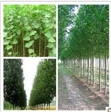 【速生楊樹苗】最新最全速生楊樹苗 產品參考信息