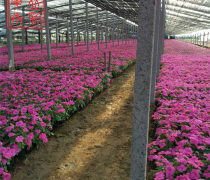 青州草花種植基地優質商家置頂推薦產品