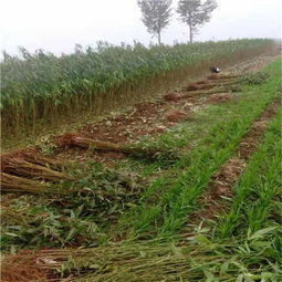 新聞 寧波桃樹苗怎么種出來的 苗木廠家