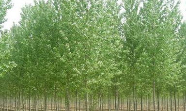 東豐縣誠信苗木種植專業合作社