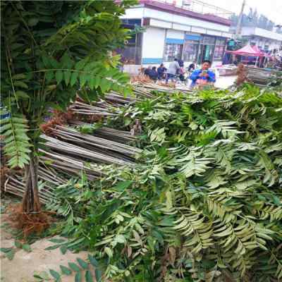 大棚香椿苗陜西省附加值高品種 苗圃便宜