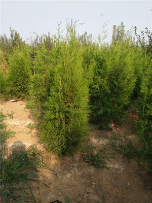 大田側柏樹苗繁育基地-武陟縣盛興苗木專業合作社