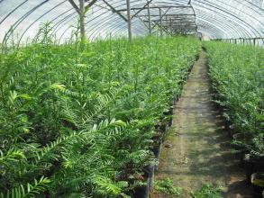 樺秋苗木種植基地/本溪山誠苗木圖片|樺秋苗木種植基地/本溪山誠苗木產品圖片由本溪山誠苗木公司生產提供-