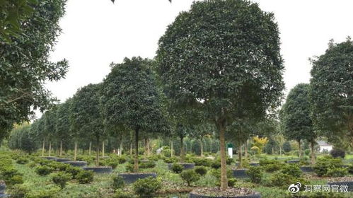 容器苗的好,來一探究竟