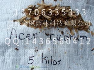 供應進口美國紅楓種子到貨|美國紅楓種植管理技術|美國紅改良紅楓苗木出售|新到美國紅楓種子_傳媒、廣電_世界工廠網中國產品信息庫