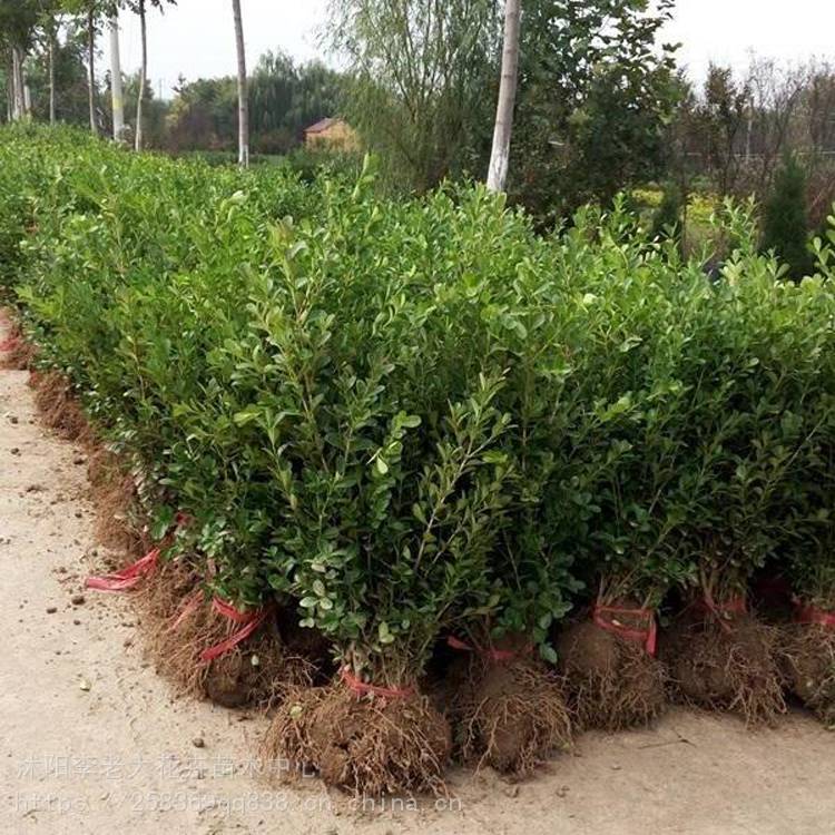 瓜子黃楊苗 瓜子黃楊價格 瓜子黃楊苗圃直銷 李老大