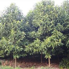 重慶市涪陵區闊展苗木種植園-