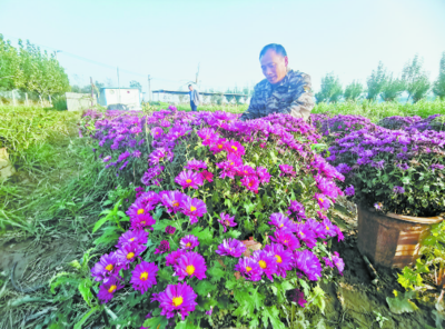 菊花飄香致富路