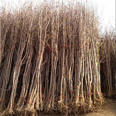 公分銀杏樹圖片