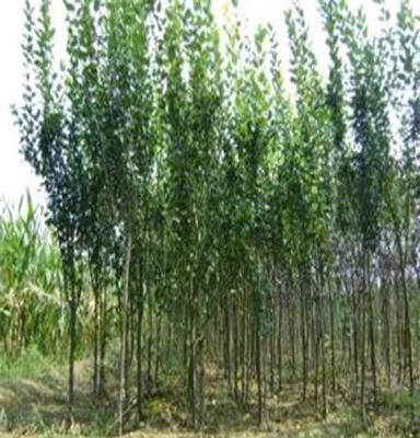 大量西府海棠苗木 其他灌木 喬木等