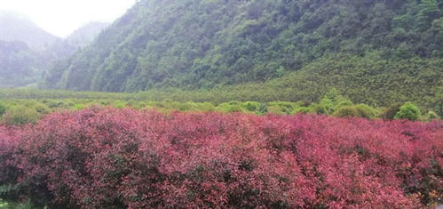 小樹苗種出大 錢景 我區積極發展苗木種植產業