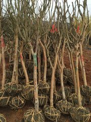 惠水苗木種植場