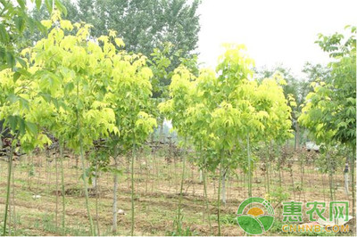 苗木嫁接成活率低怎么辦?提高苗木嫁接成活率的方法有哪些?-惠農學堂-中國惠農網