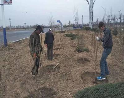 苗木人注意,關于苗木栽種的誤區都有哪些