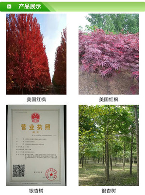 上海直徑10厘米銀杏樹價格