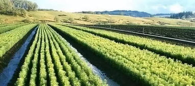 園林苗木種植與后期養護的有效措施探討