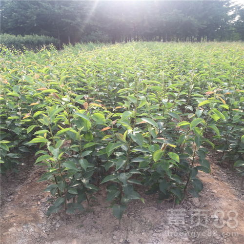 【新品種豐水梨樹苗出售價格、豐水梨樹苗種植基地】- 