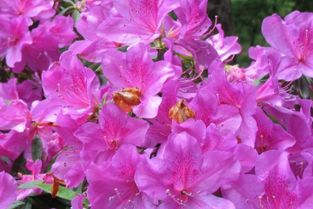 武漢杜鵑廠家基地種植直銷哪家好