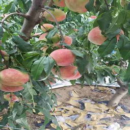 a新聞詢問a 吉林吉林法蘭地草莓苗種苗公司 純度有保證