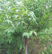 苗木種植：培育綠色生機，助力生態建設