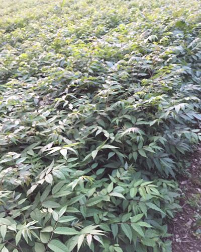 馬褂木樹苗價格解析與選購建議——以鶴峰眾鑫苗木種植為例