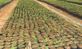 黃花梨樹苗價格解析與種植指南