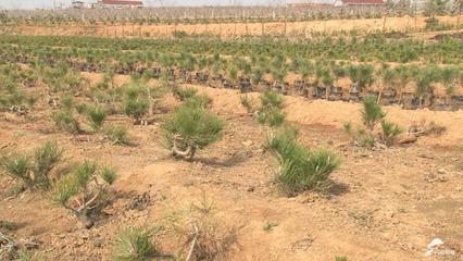 小盆景成了“聚寶盆”！黑松育苗第一村迎發展新動力