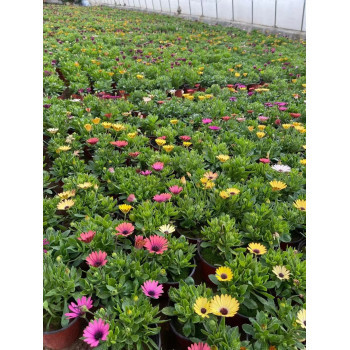 南非萬壽菊種植基地 花卉種植的藝術與科學