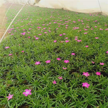 歐石竹栽植方法 打造花園中的亮麗風景