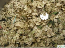 全球最大的網上中藥材市場與苗木種植的前景與挑戰