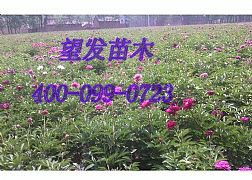 菏澤芍藥批發價格與可靠生產商——菏澤市望發苗木種植專業合作社