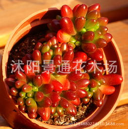 沭陽景通花木場 專注苗木種植，打造綠色生態產業