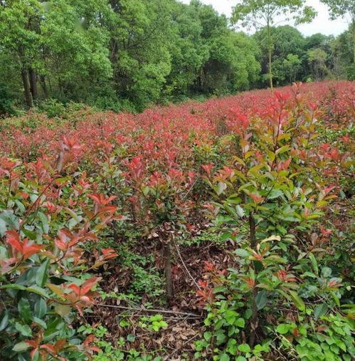 政企聯動破困局 精準把脈助苗木產銷