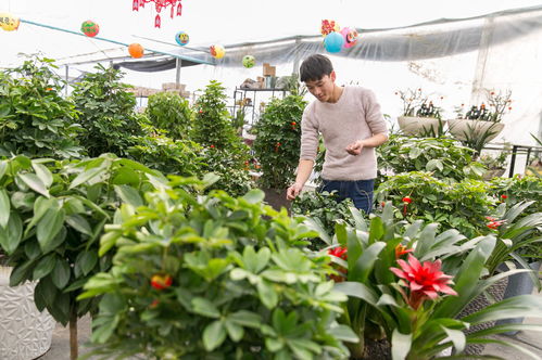 下半年苗木種植 把握商機，實現收入新突破