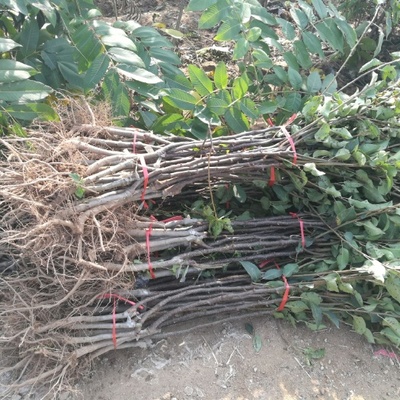 苗木種植 從基礎到實踐