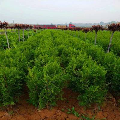 周至側柏基地 專注耐寒耐旱側柏與花卉種植的綠化苗木基地