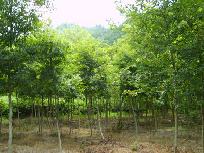 浙江杭州楓香 建德市蓮花長青苗木場的種植與鑒賞