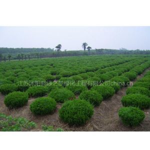 綠化苗木與花木種植供應指南