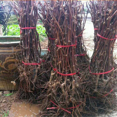 金手指葡萄種植技術與市場價格分析