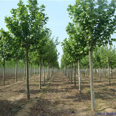 濟寧市任城區鴻森苗木種植基地 高品質速生法桐行情與細節展示