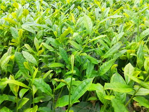 雅安市名山區國錦苗木種植農民專業合作社 花卉種植產品多樣，價格實惠