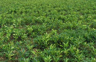 龍吟鎮特色農產品 蜜柚苗木種植的發展與前景