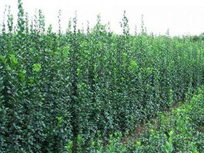 成活率高的綠化草花批發與種植指南